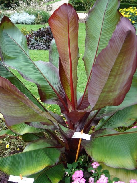 Musa x 'Maurelii'